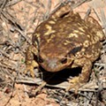 Sapo-comum (Bufo spinosus)